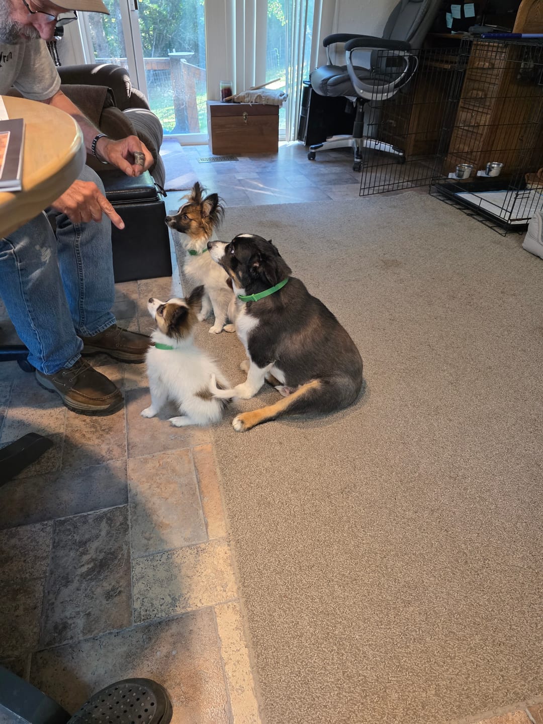 Customer photo review of FurLife™ - 8 Months All Natural Flea and Tick Collar for Dogs