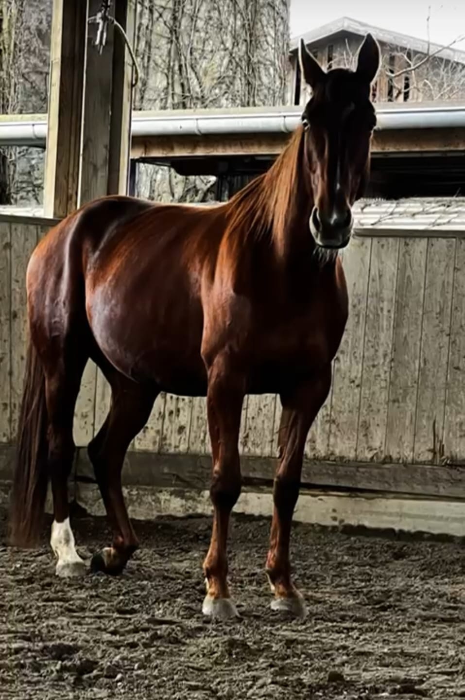 Customer photo review of Kristallkraft No1