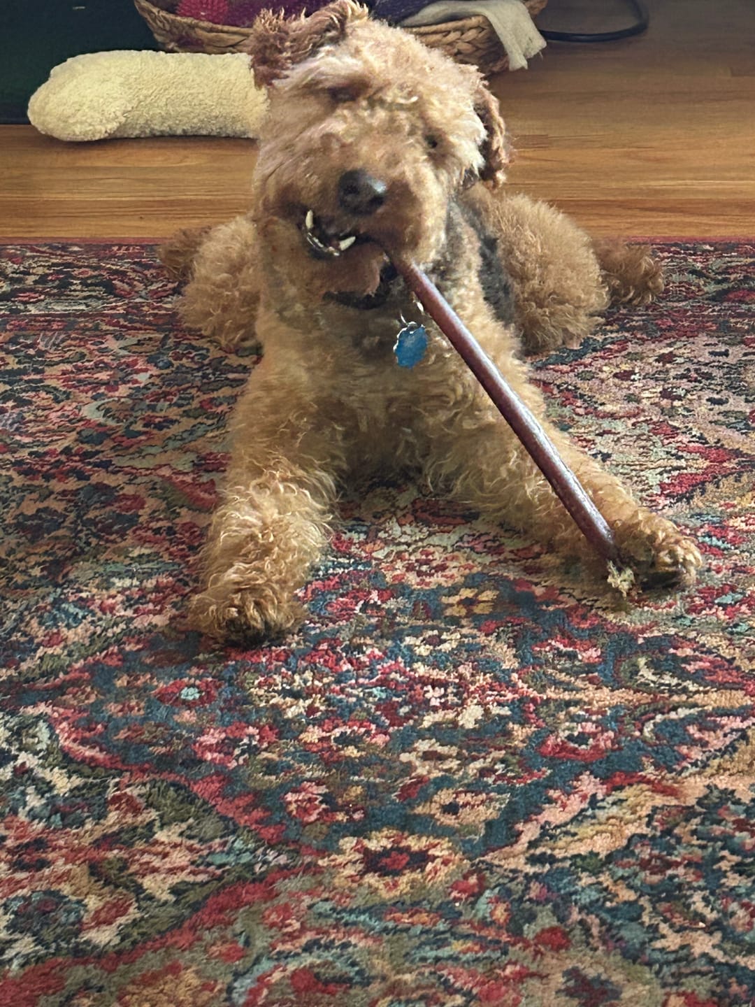 Customer photo review of 12 Inch Standard Bully Sticks