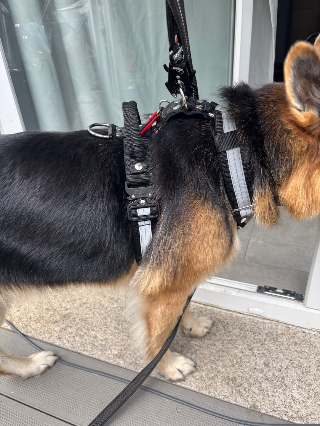 Customer photo review of Szelki z szybką klamrą - Easy Walk Extreme Safe Czarna