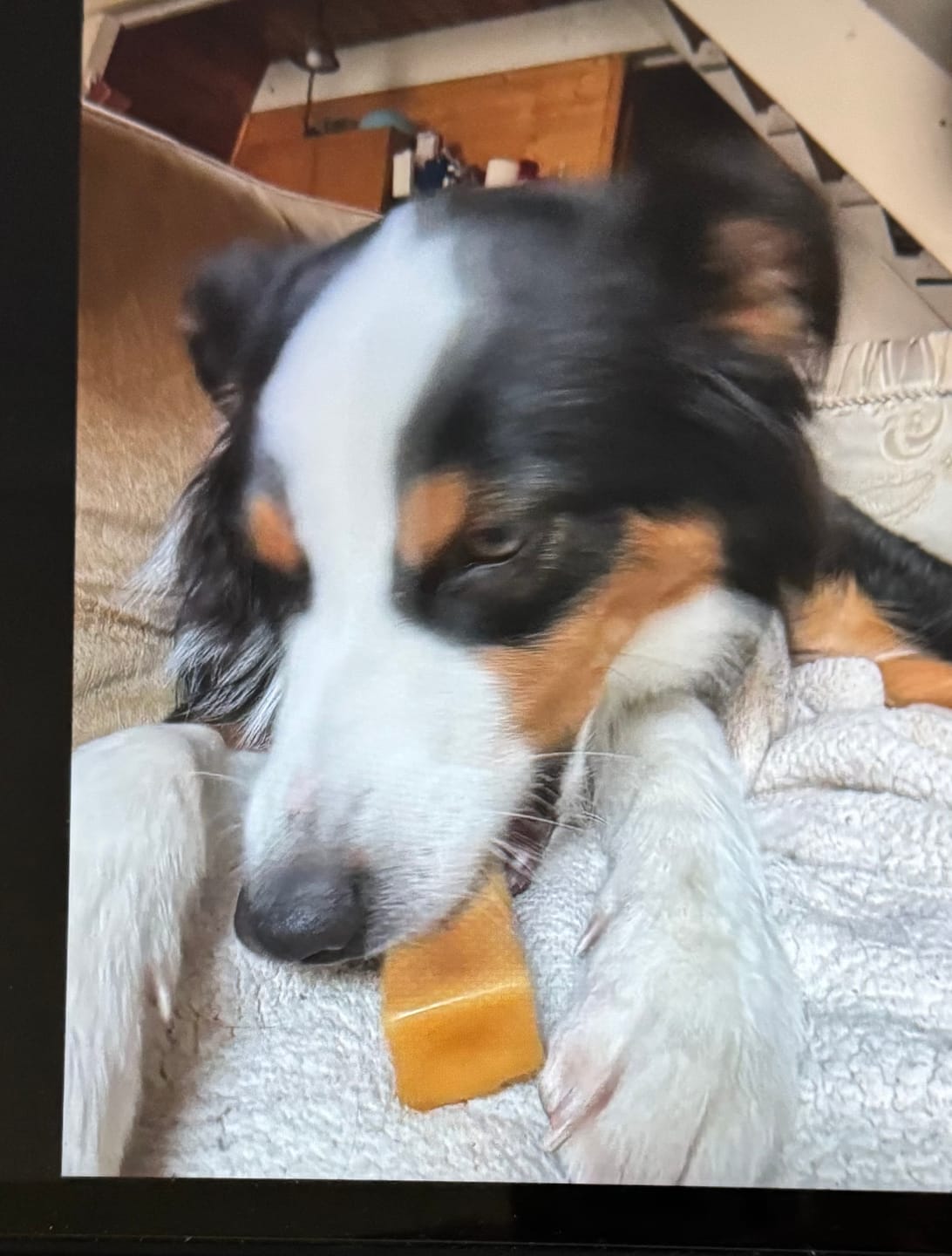 Customer photo review of Himalayan Yak Chew (LARGE)