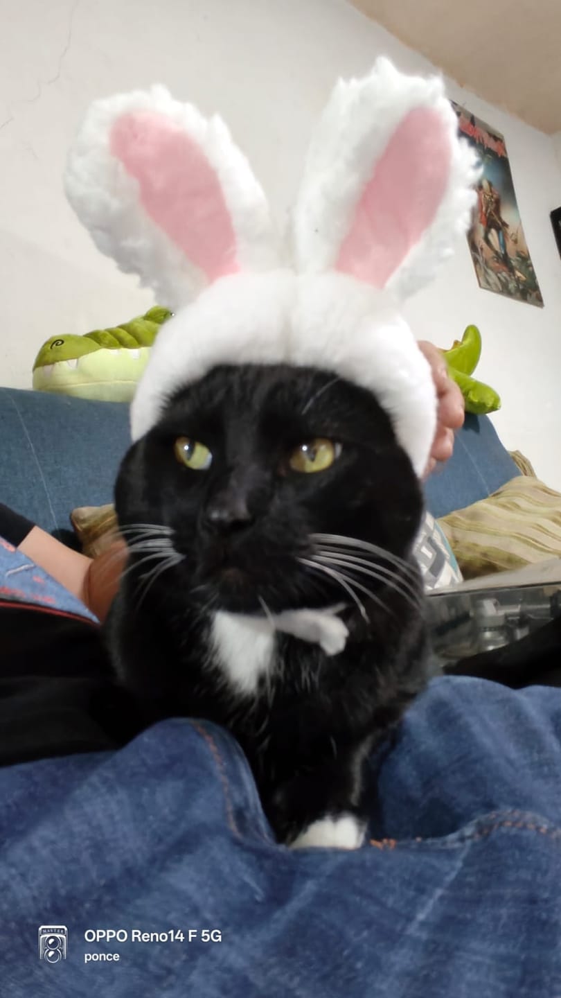 Customer photo review of CT2009 1 Pieza Gorro Orejas de Conejo Para Mascotas