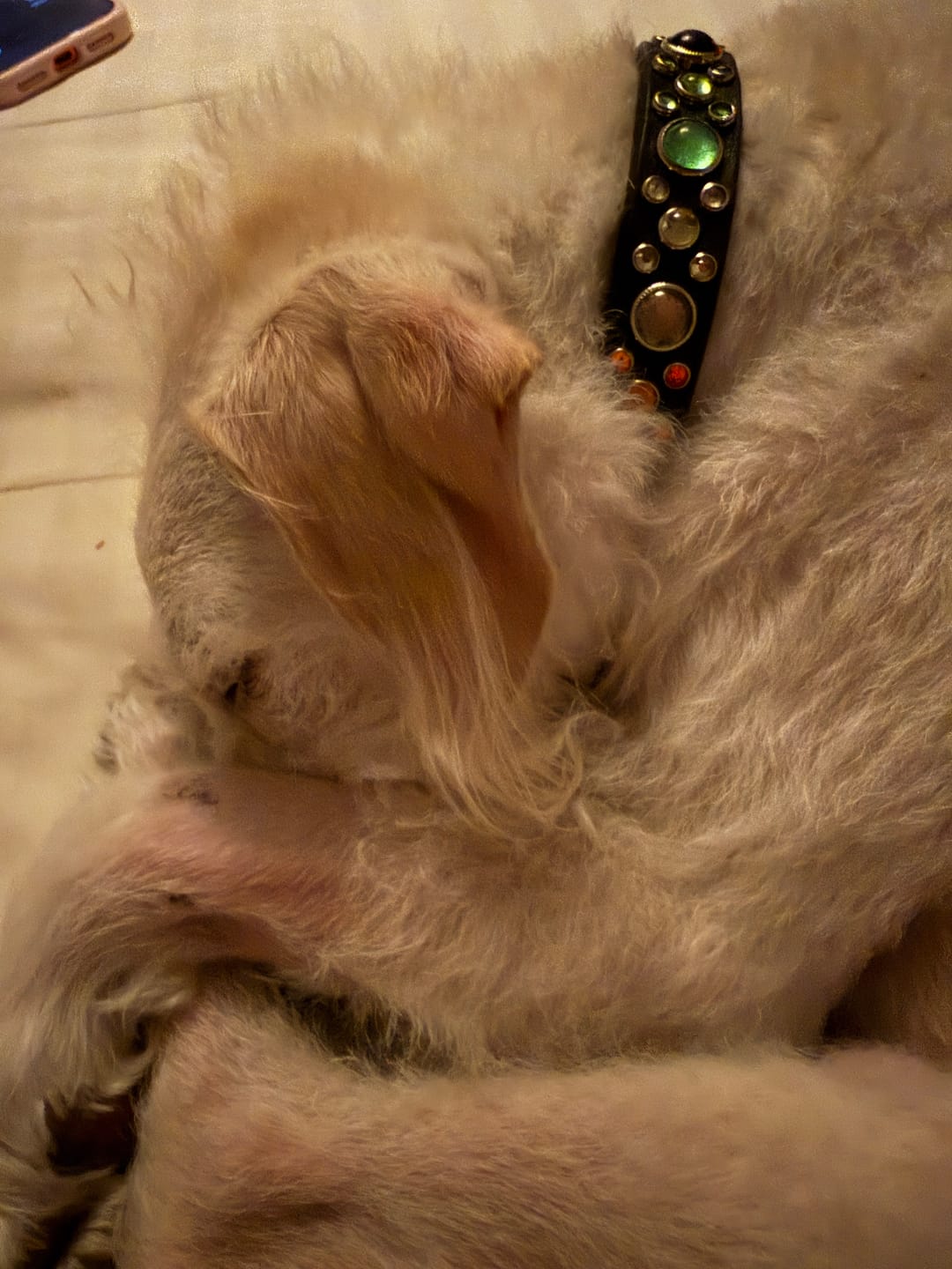 Customer photo review of Bark-Less Bites
