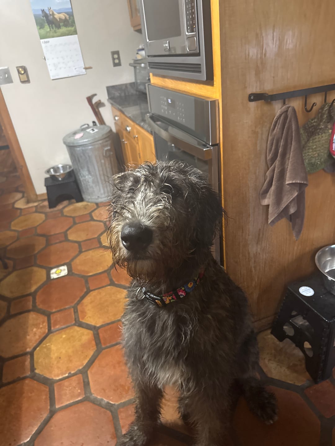 Customer photo review of Blackbird Dog Collar
