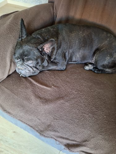 Die französische Bulldogge eines Kunden schläft auf einem braunen Hundebett und zeigt die im Testbericht erwähnten Hautprobleme.