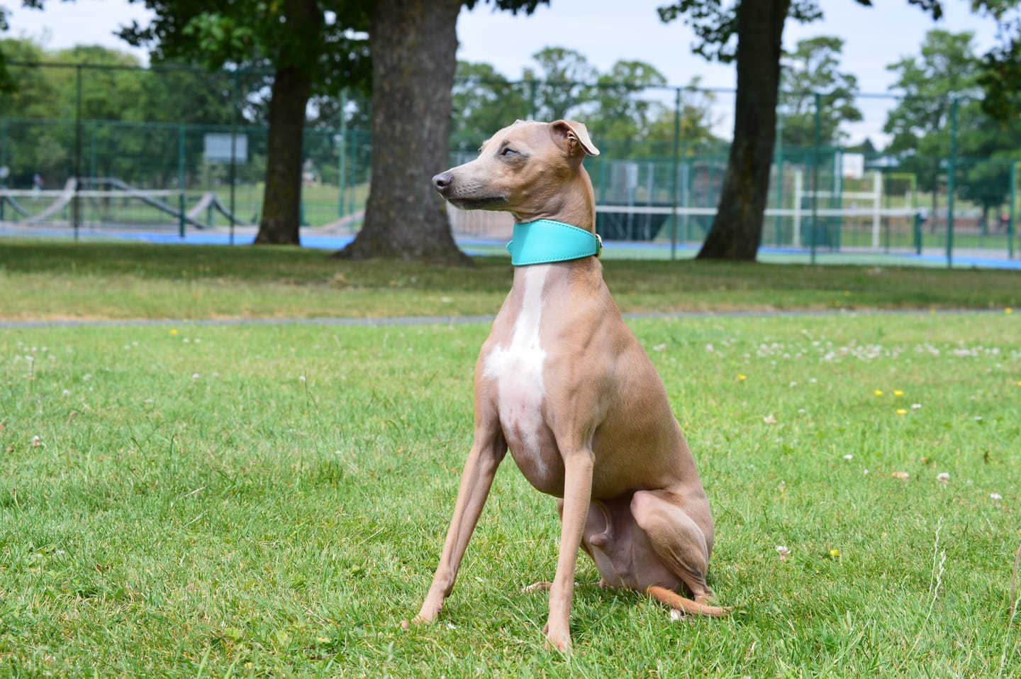 Customer photo review of Capri Hound Collar
