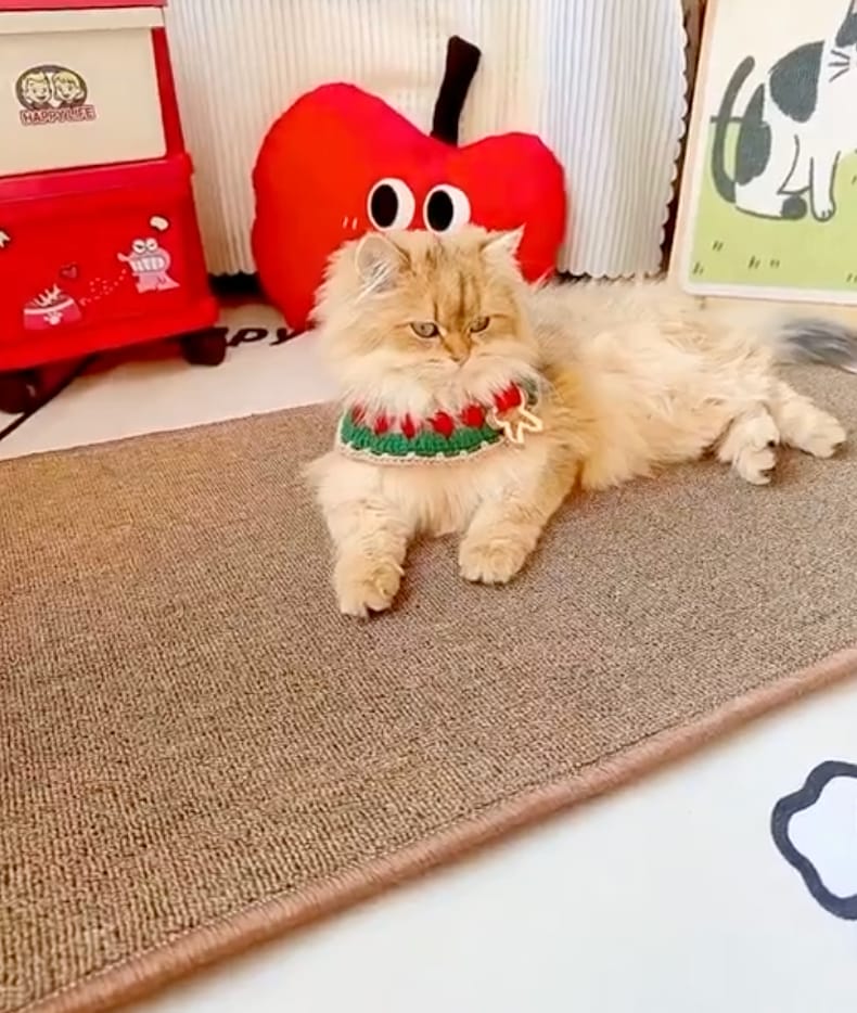 Customer photo review of Cat Scratching Mat