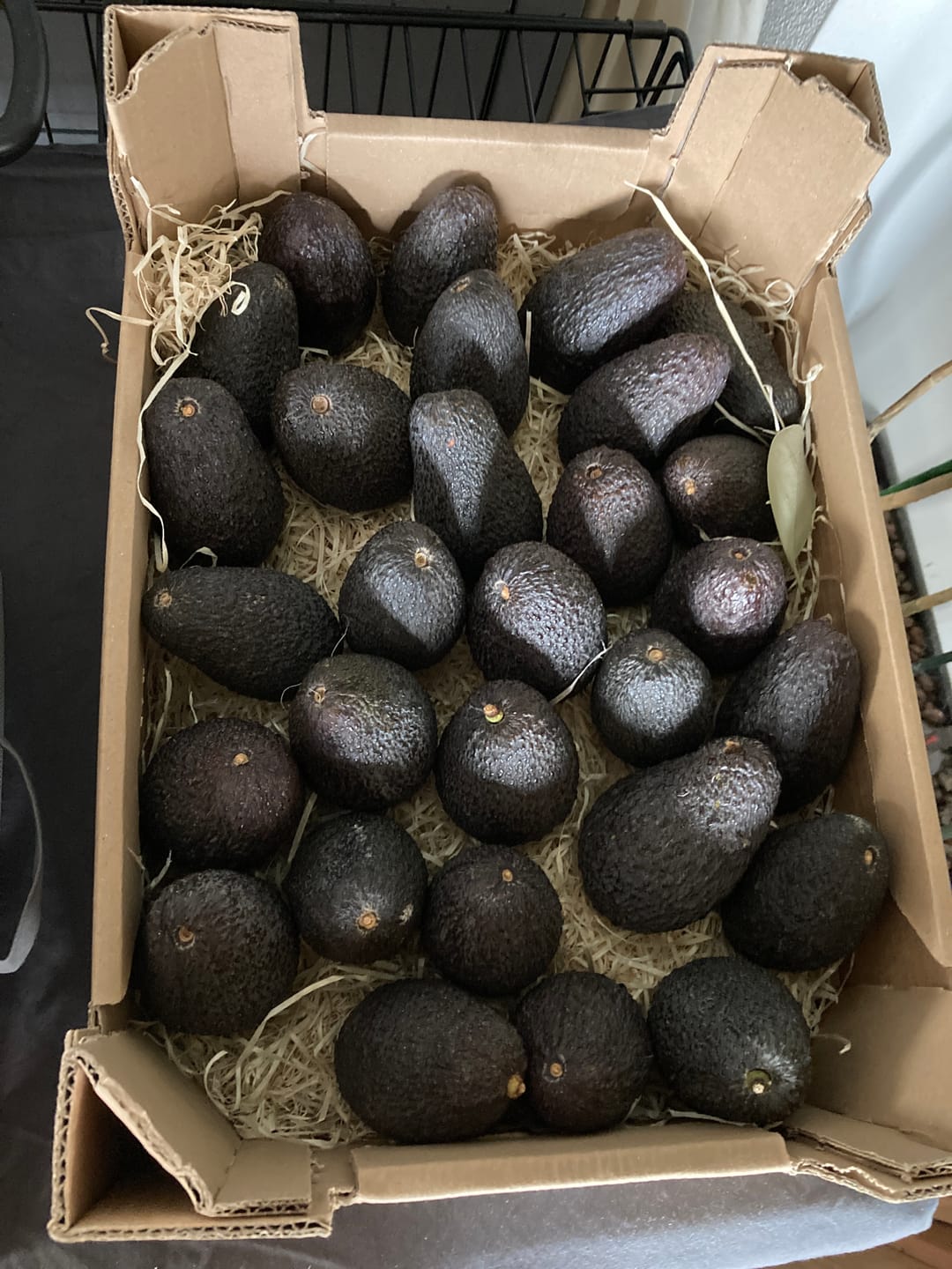Customer photo review of Avocado Hass 15 Monate baumgereift von Julian