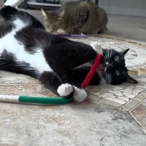 Customer photo review of Cat Chew Rope Toys for Teeth Cleaning