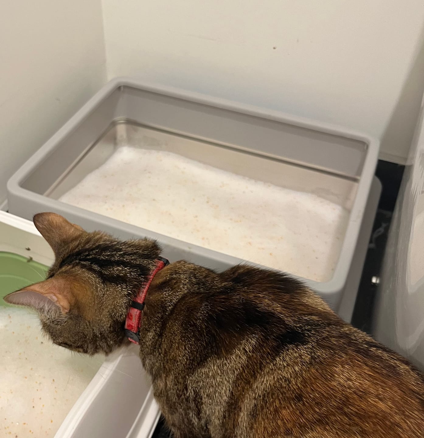 Customer photo review of Fit Litter