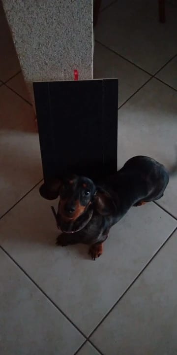 Customer photo review of Dog Nail Scratching Board