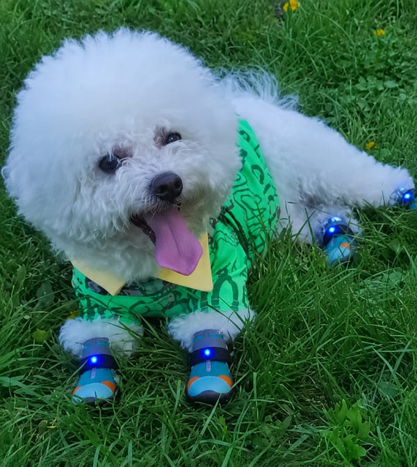 Customer photo review of glowpaws: LED boots for dogs