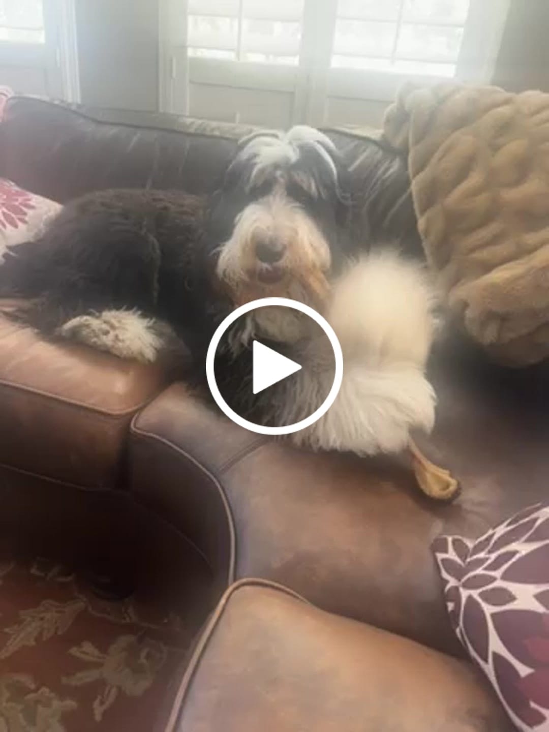 Customer video review of Ostrich Long Bone (19" x 3.5"): The Ultimate Challenge for Medium, Large & Extra-Large Dogs