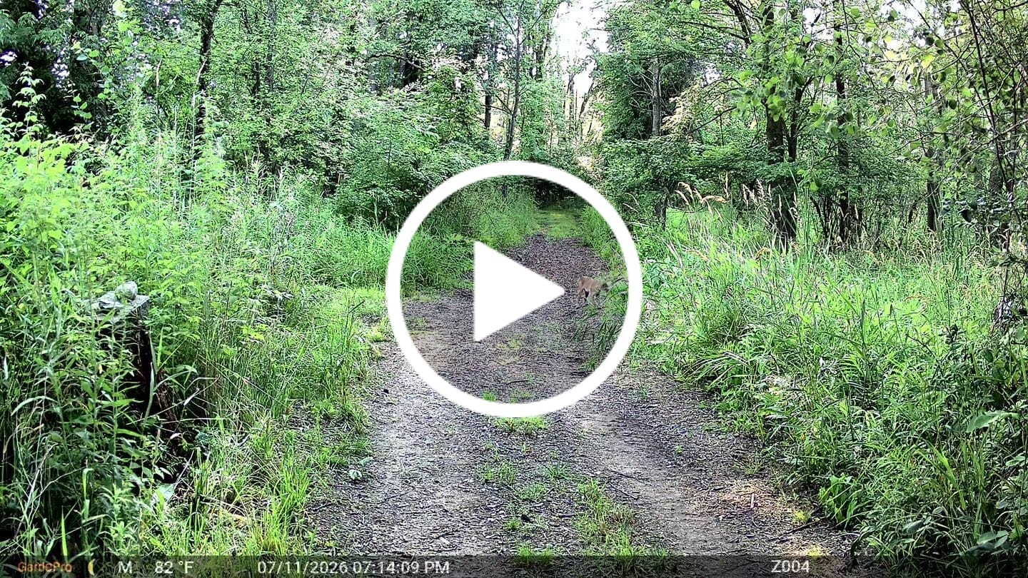 Customer video review of GardePro Link 1.0 3000ft(1km) Long-Range Wireless Trail Camera