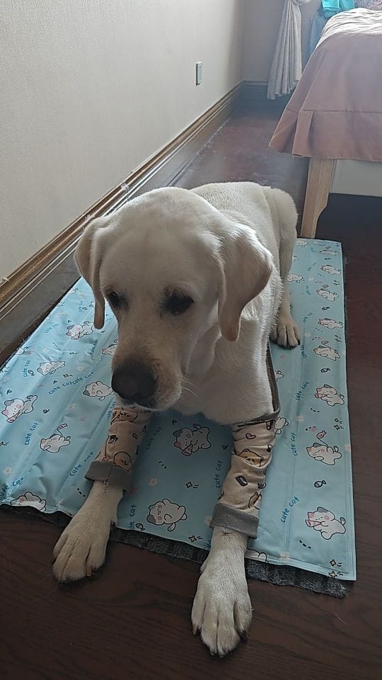 Customer photo review of Self-Cooling Pet Mat for Dogs & Cats