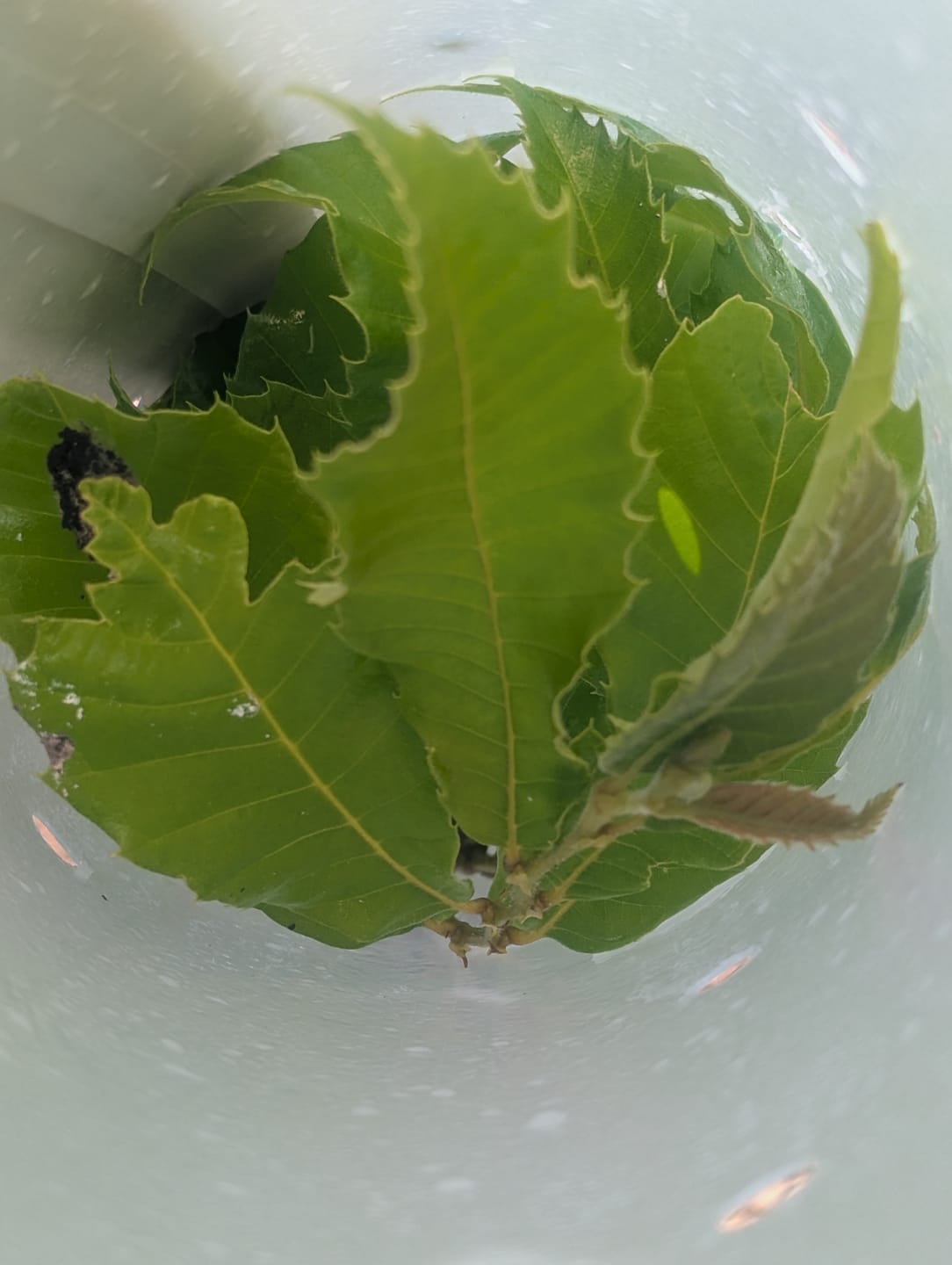 Customer photo review of Hybrid Chestnut
