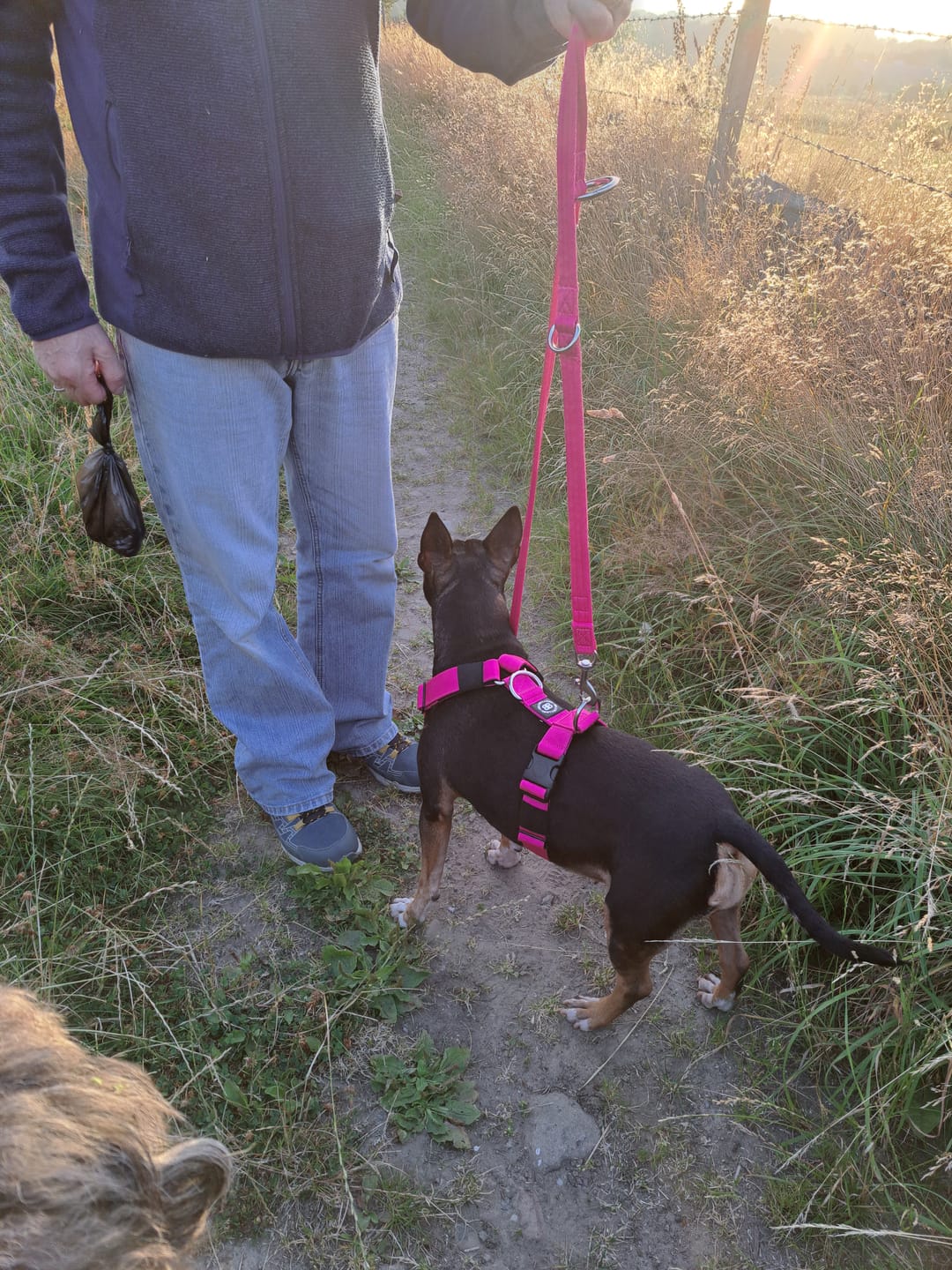 Customer photo review of Anti-Pull TRI-Harness® | Training Dog Harness for All Breeds - Magenta