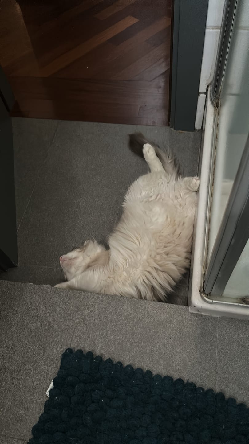 Customer photo review of TUITUI, Balsamo per gatti effetto setoso e super liscio