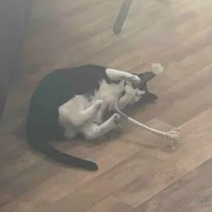Customer photo review of Cat Chew Rope Toys for Teeth Cleaning