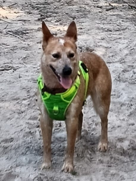 Customer photo review of Rogz Utility Explore Harness