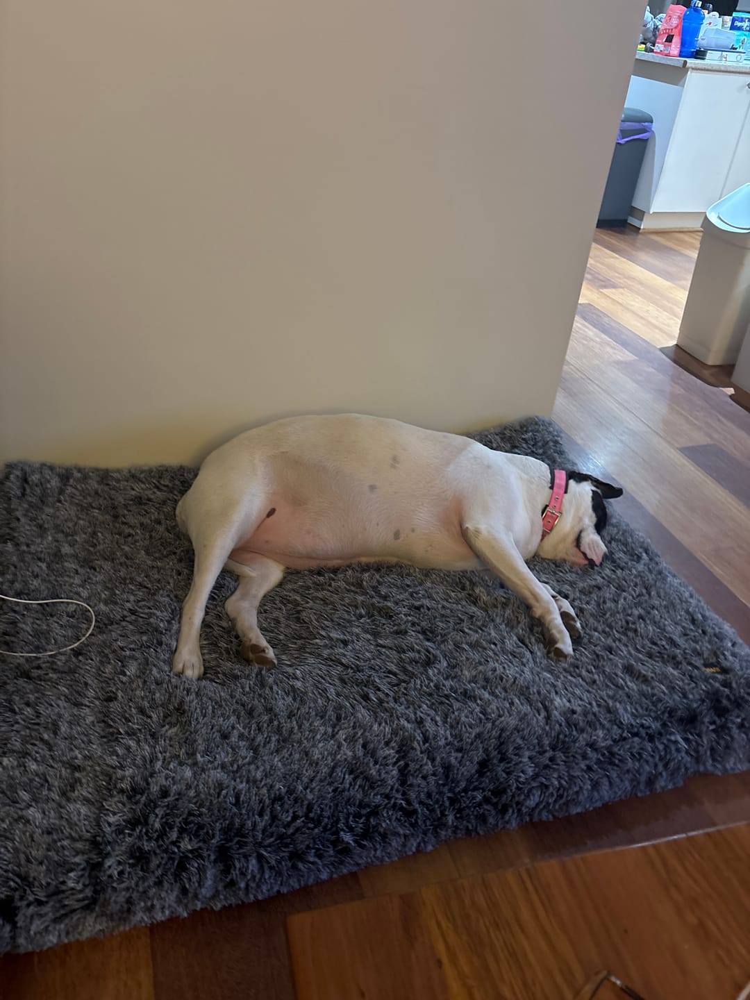 Customer photo review of Premium SuperMat Calming Bed