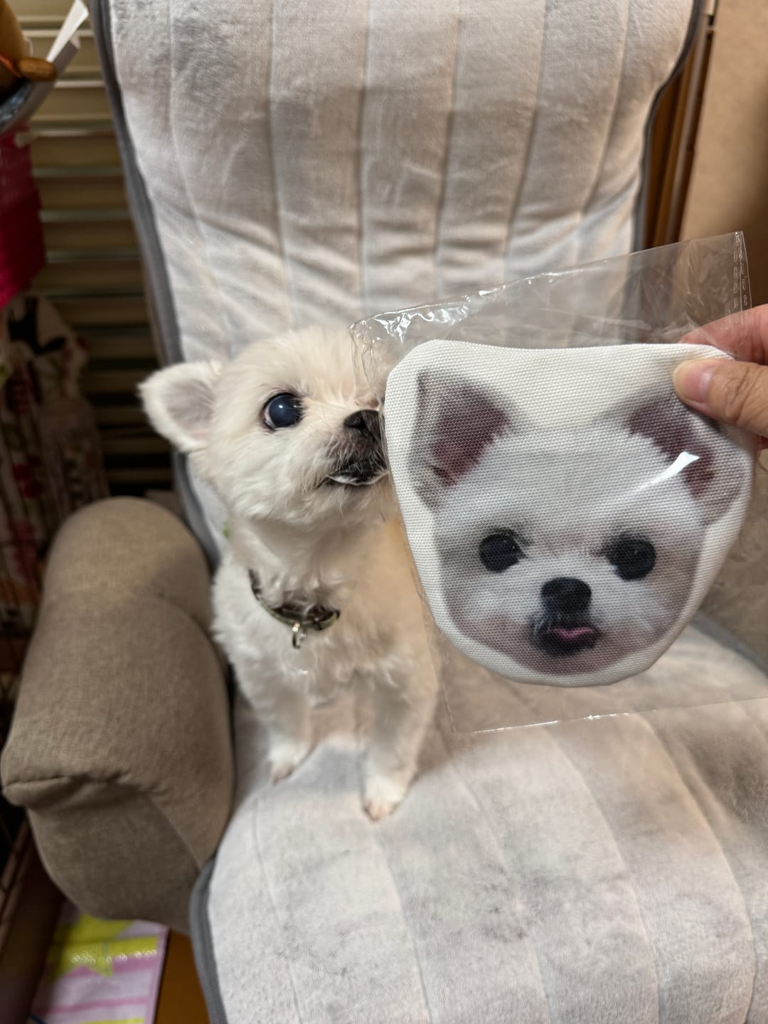 Customer photo review of 本物そっくり♪ペットフェイスバッグ
