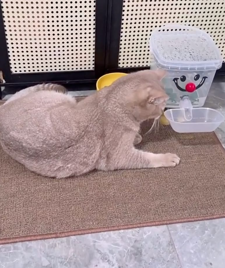 Customer photo review of Cat Scratching Mat