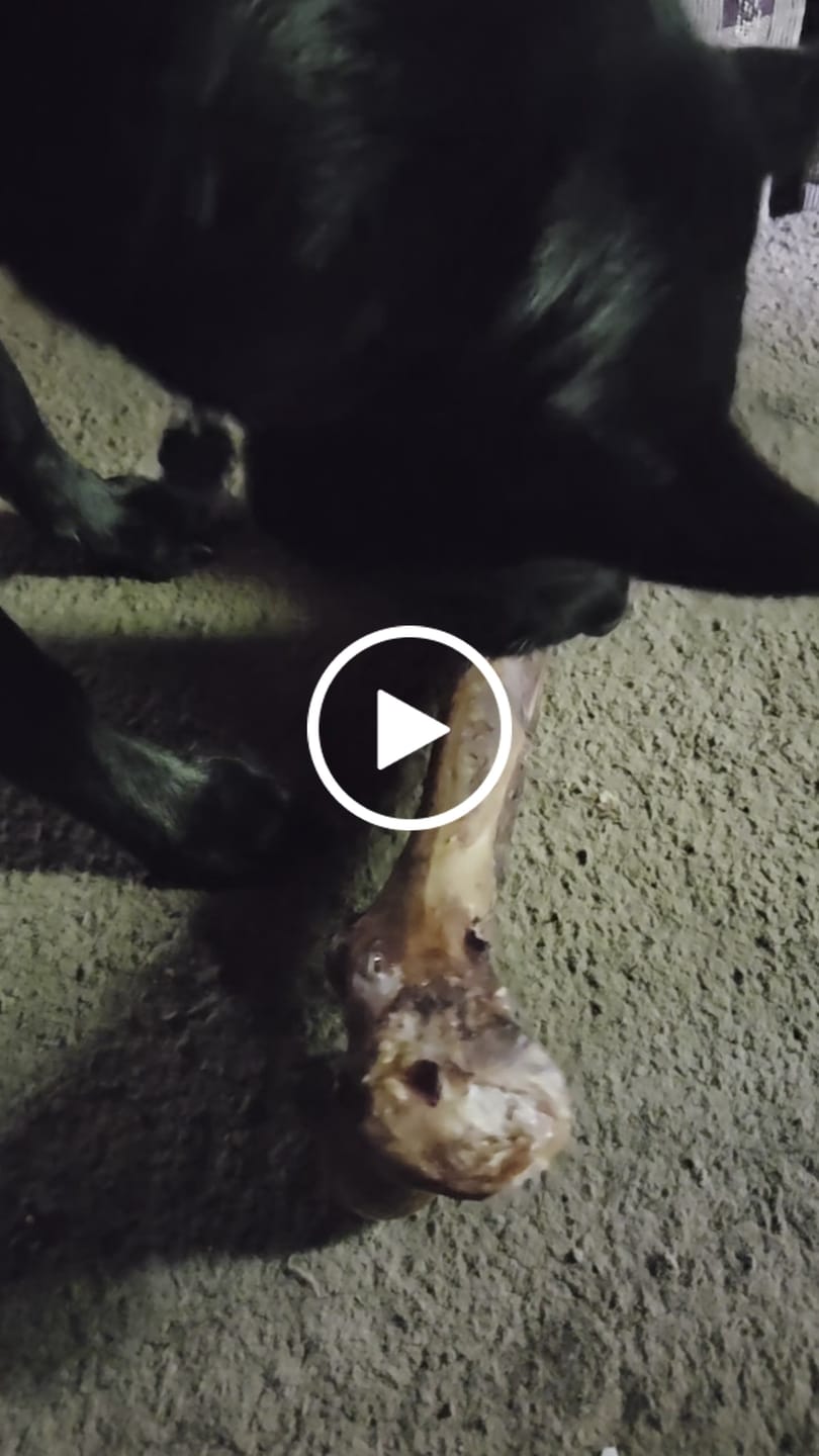 Customer video review of Monster Femur Bone