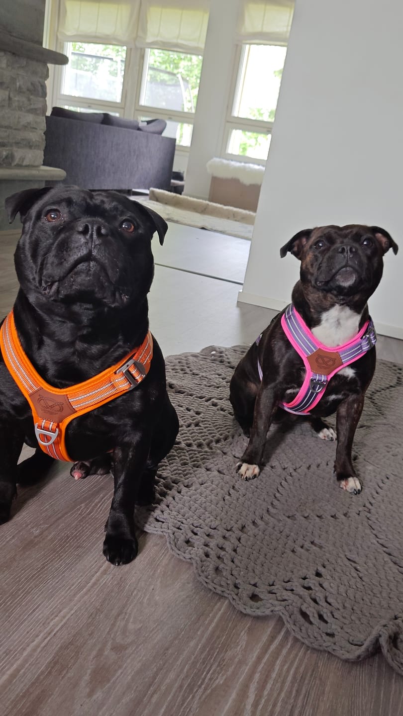 Customer photo review of Staffordshire Bull Terrier 1935® Harness & Leash Set - Purple & Neon Pink