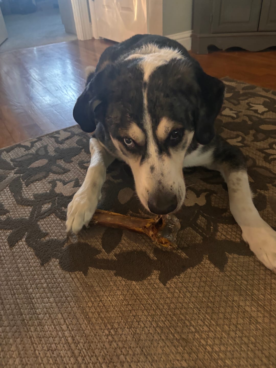 Customer photo review of Medium Ostrich Cane (10" x 3"): The Long-Lasting, Flavor-Packed Chew for Medium & Large Dogs