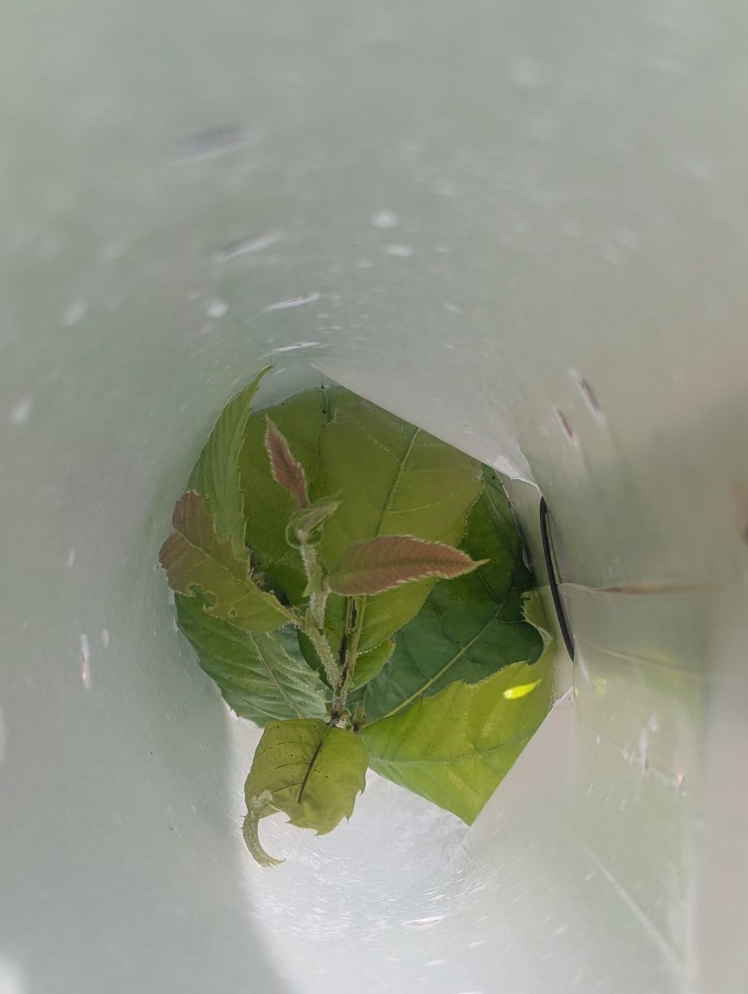 Customer photo review of Late Drop Hybrid Chestnut