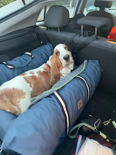 Customer's basset hound resting comfortably in the blue padded Dog Dock in a car's boot.