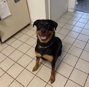 Customer photo review of Deshedding Brush for Dogs & Cats