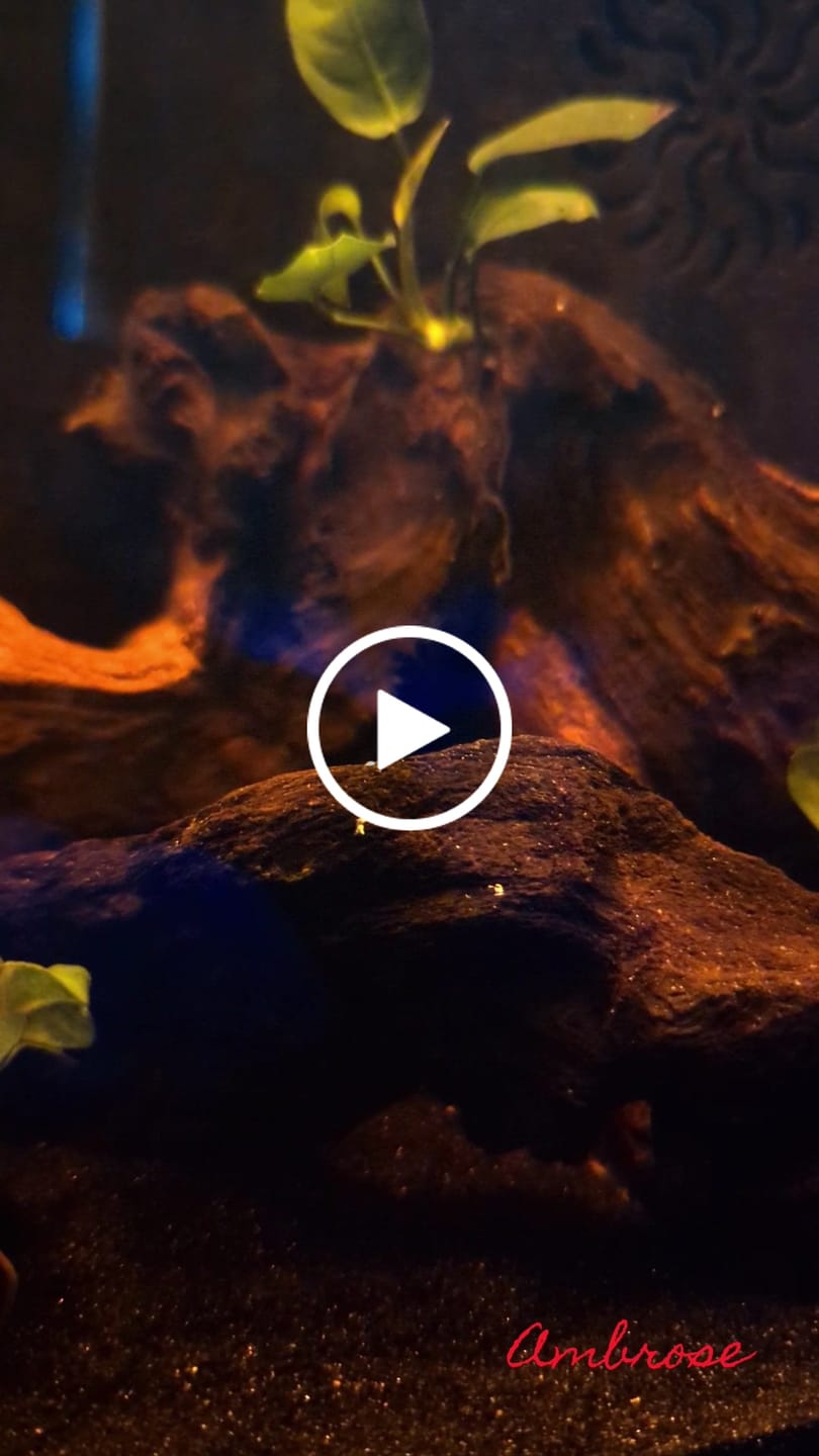 Customer video review of Dumbo Lavender Halfmoon Male Betta Fish