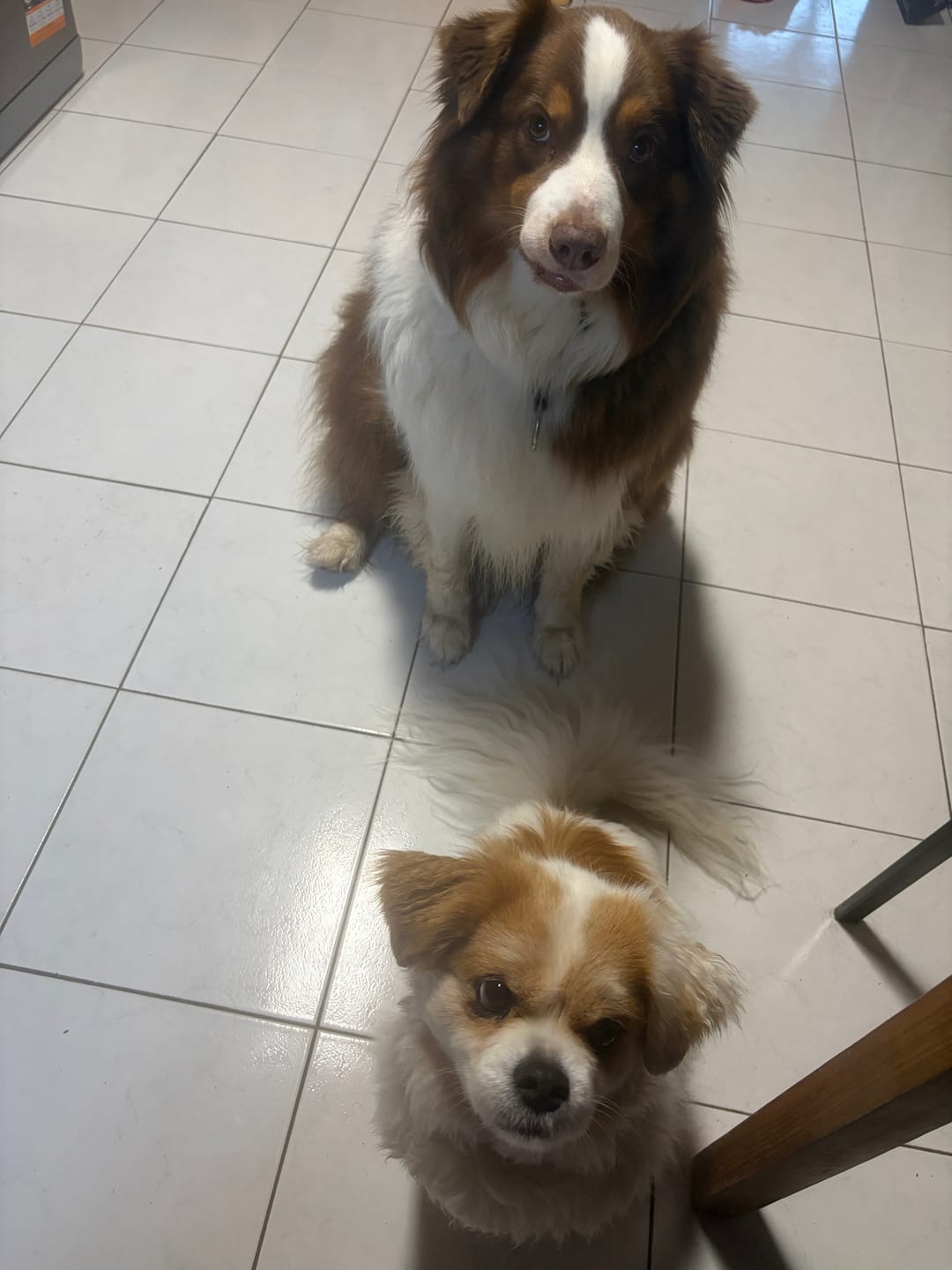 Customer photo review of Shampoing Sans Rinçage - Apaisant pour chien 🏔️