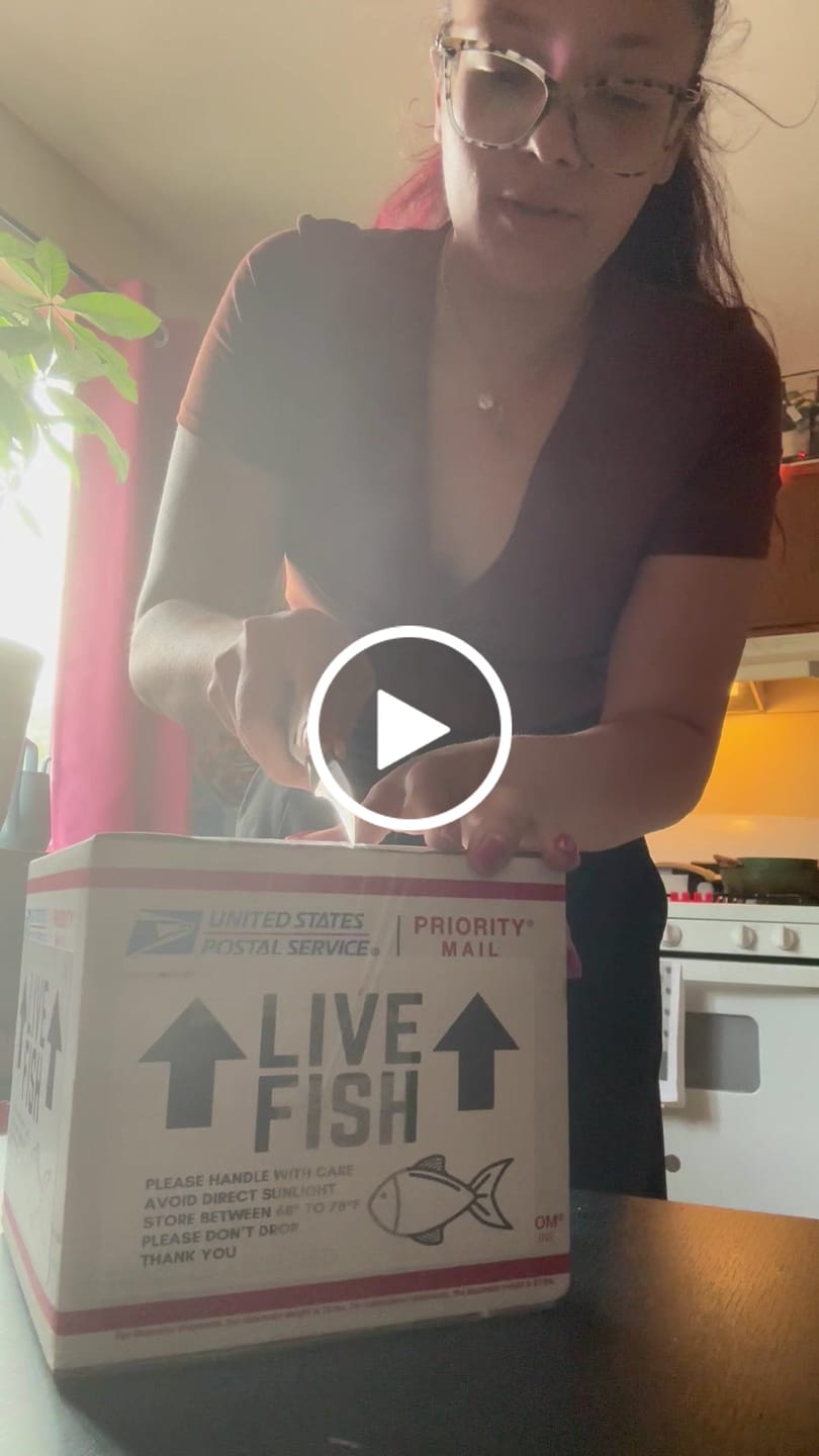 Customer video review of Halfmoon Lavender Butterfly Betta fish (Male)