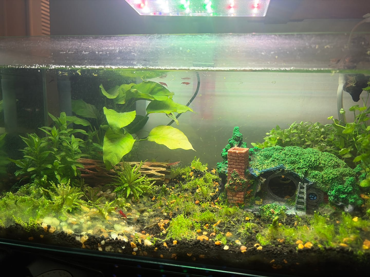 Customer photo review of Amano Shrimp