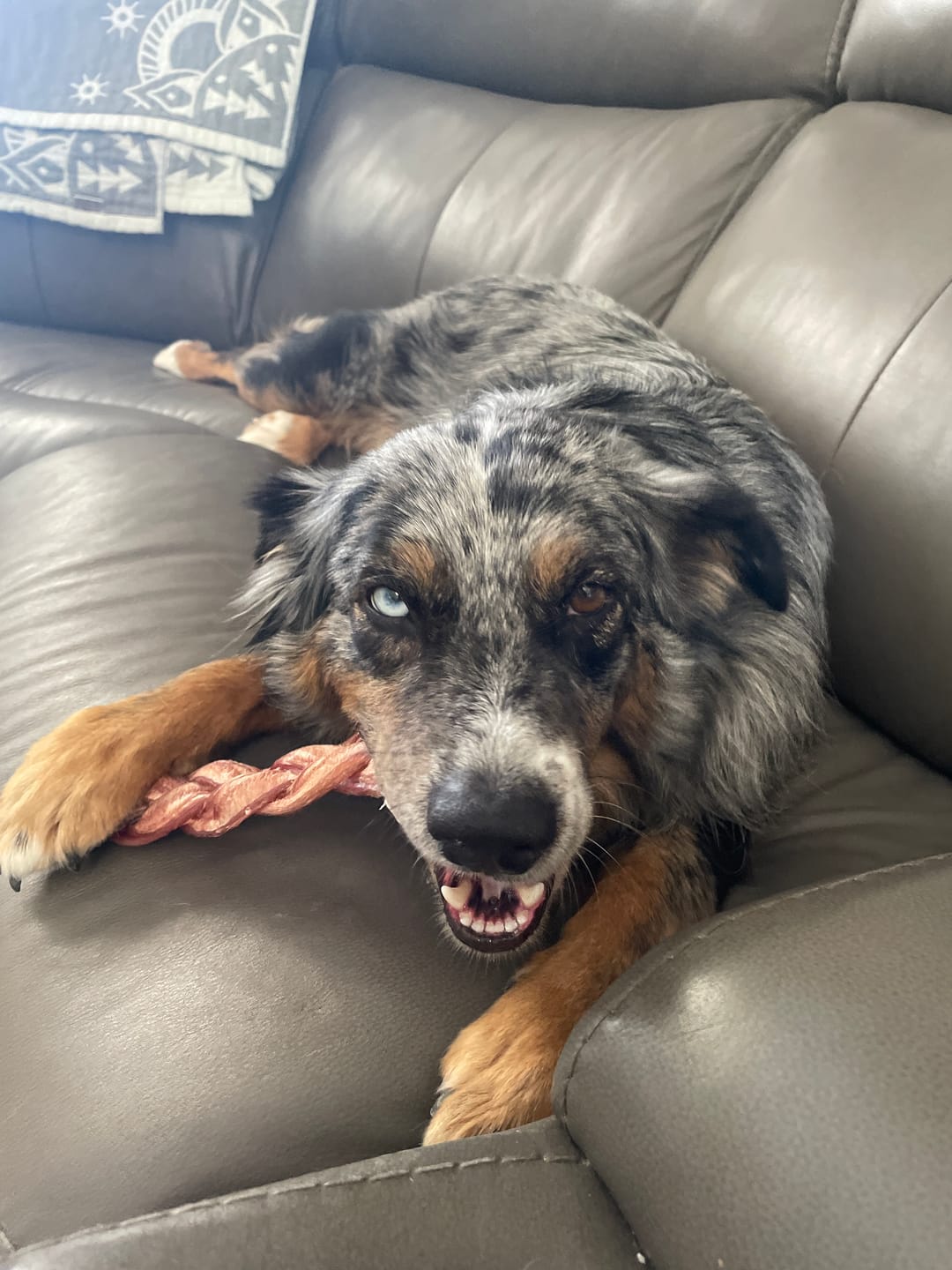 Customer photo review of 12 Inch Standard Bully Stick