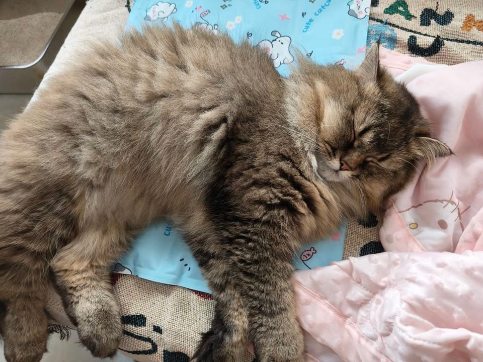 Customer photo review of Self-Cooling Pet Mat for Dogs & Cats