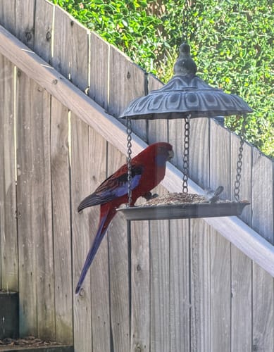 Customer's Dannielle Hanging Bird Feeder with a beautiful red bird eating from the tray outdoors.