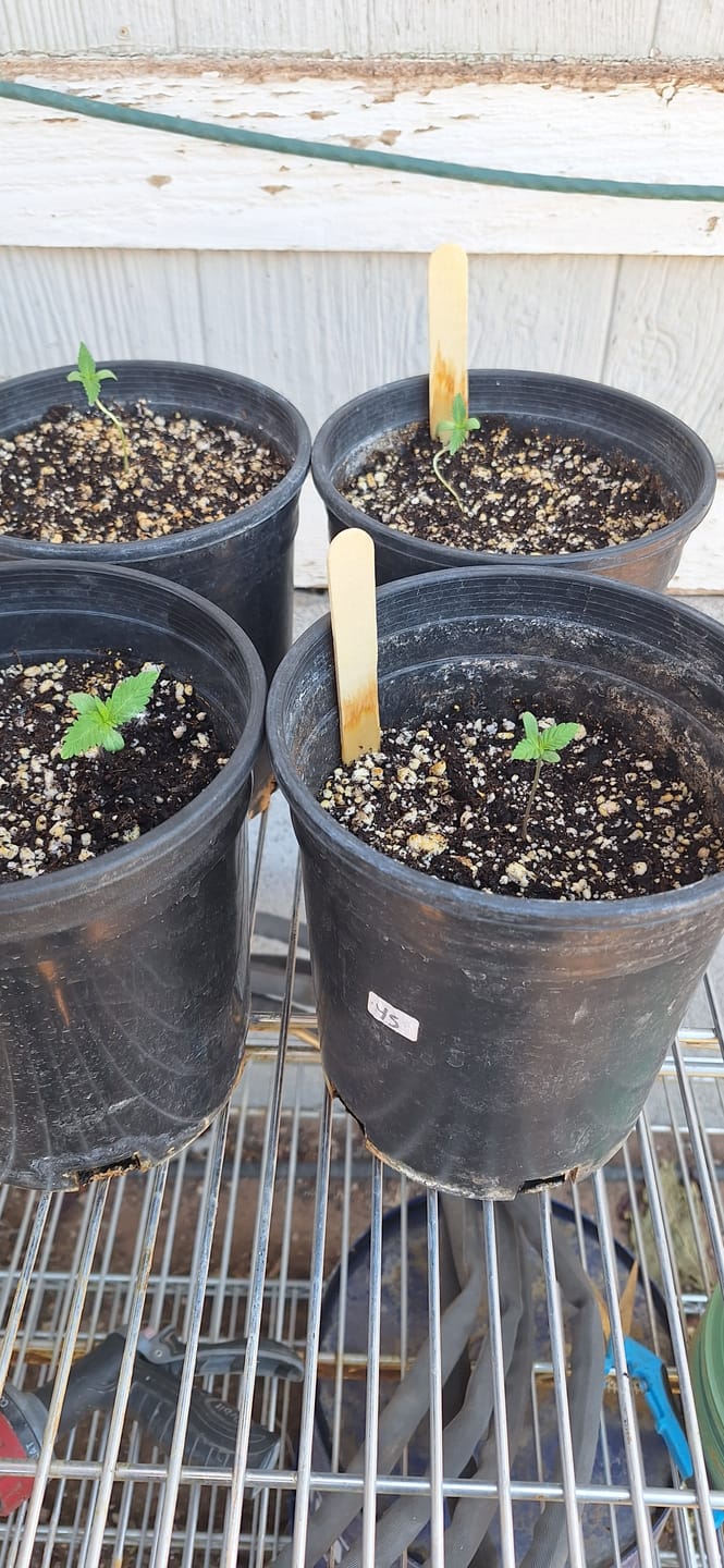 Customer photo review of Gorilla Glue #4 Autoflower Seeds