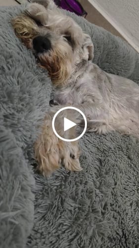 Reseña con vídeo de un cliente sobre Cama Antiestrés para Perros