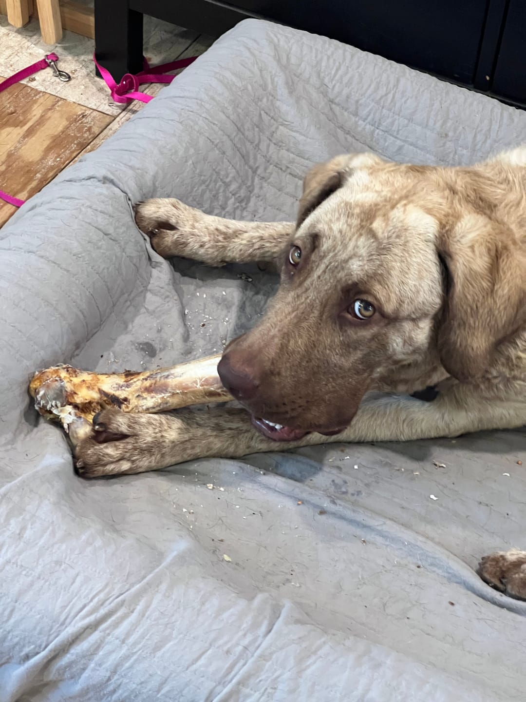 Customer photo review of Ostrich Hip Bone (12" x 5"x 3”): The Durable, Flavor-Packed Chew for Medium & Large Dogs