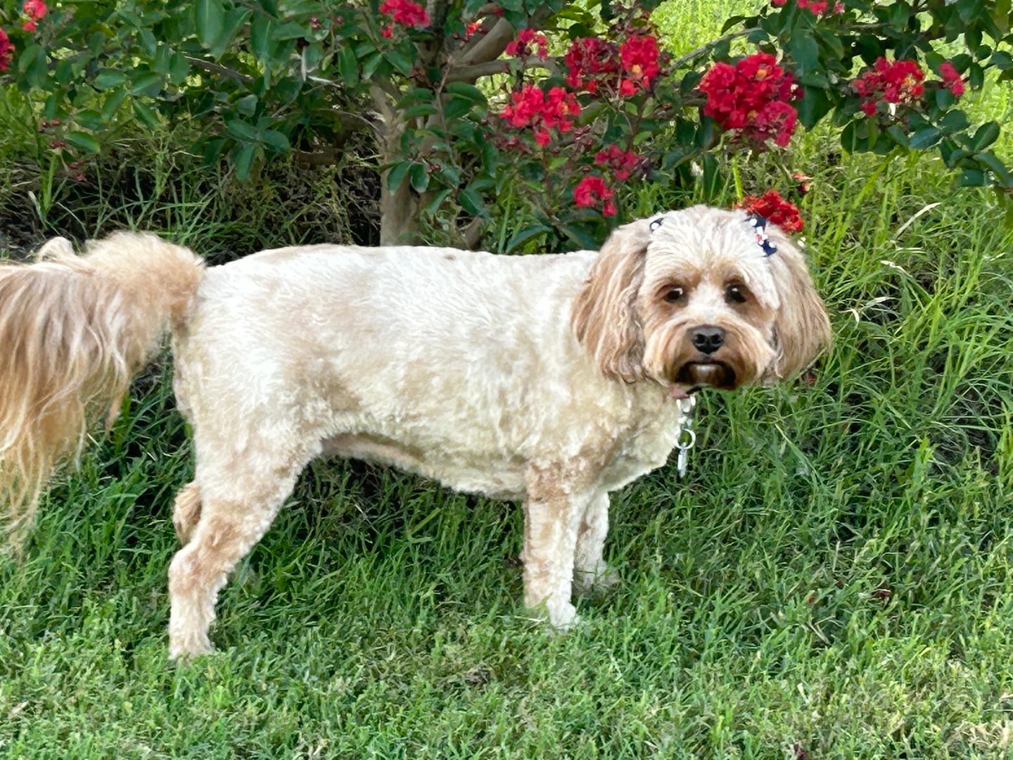Customer photo review of Iron Paws Daily Human-Grade Superfood For Dogs