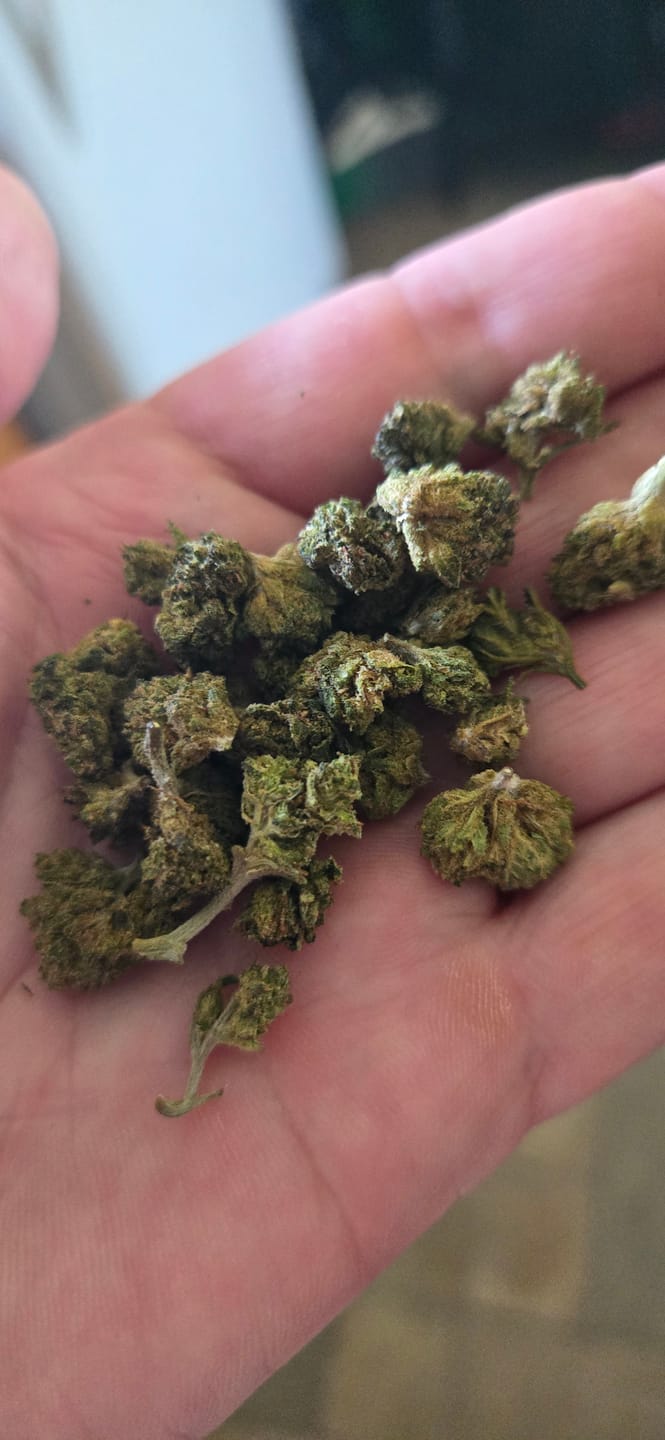 Customer photo review of Chem Dawg - Minis - 28 Grams - Hybrid