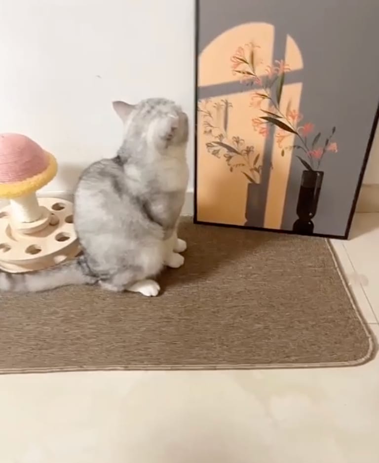 Customer photo review of Cat Scratching Mat