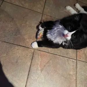 Customer photo review of Electric Realistic Flopping Fish Cat Toys - 3 Pack