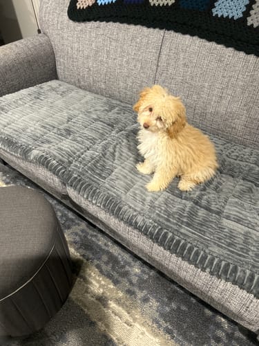 Customer photo review of Cosy Couch - Couch Cover
