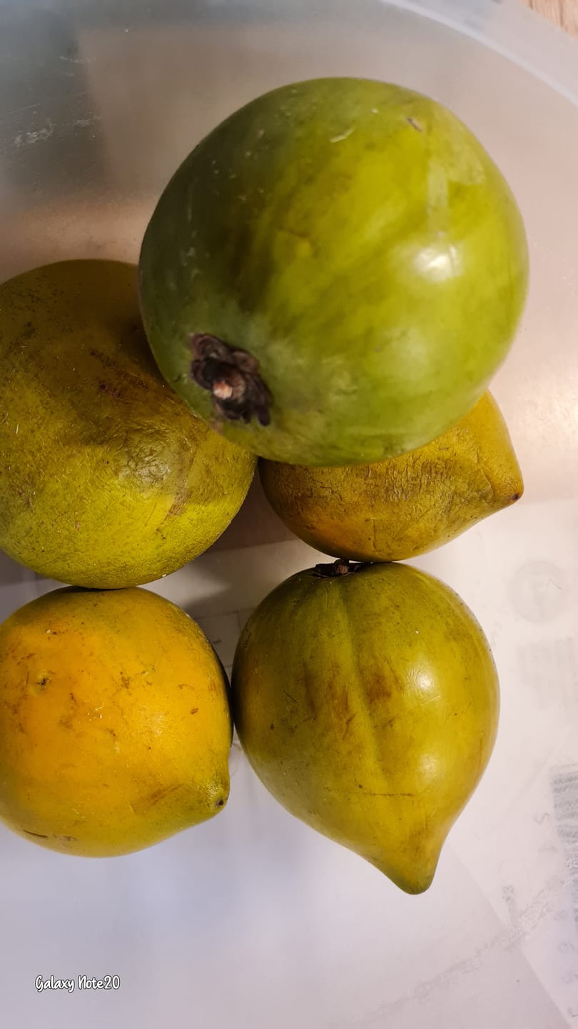 Customer photo review of Eggfruit (Canistel)