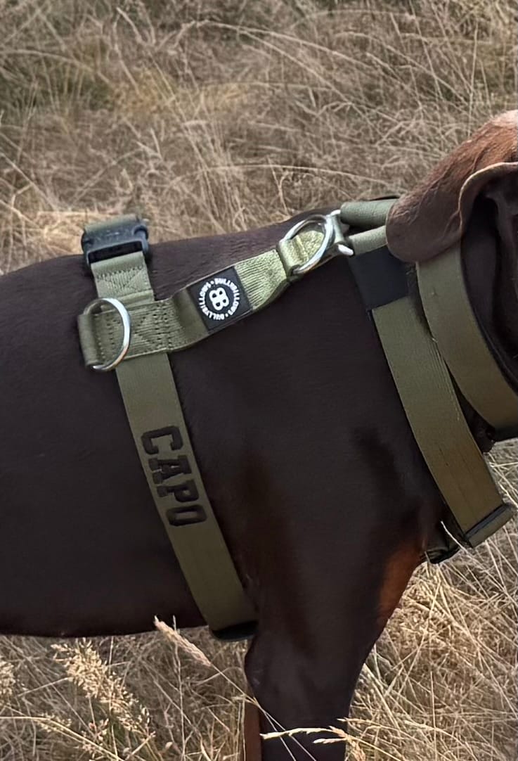 Customer photo review of Anti-Pull TRI-Harness® | Training Dog Harness for All Breeds - Khaki